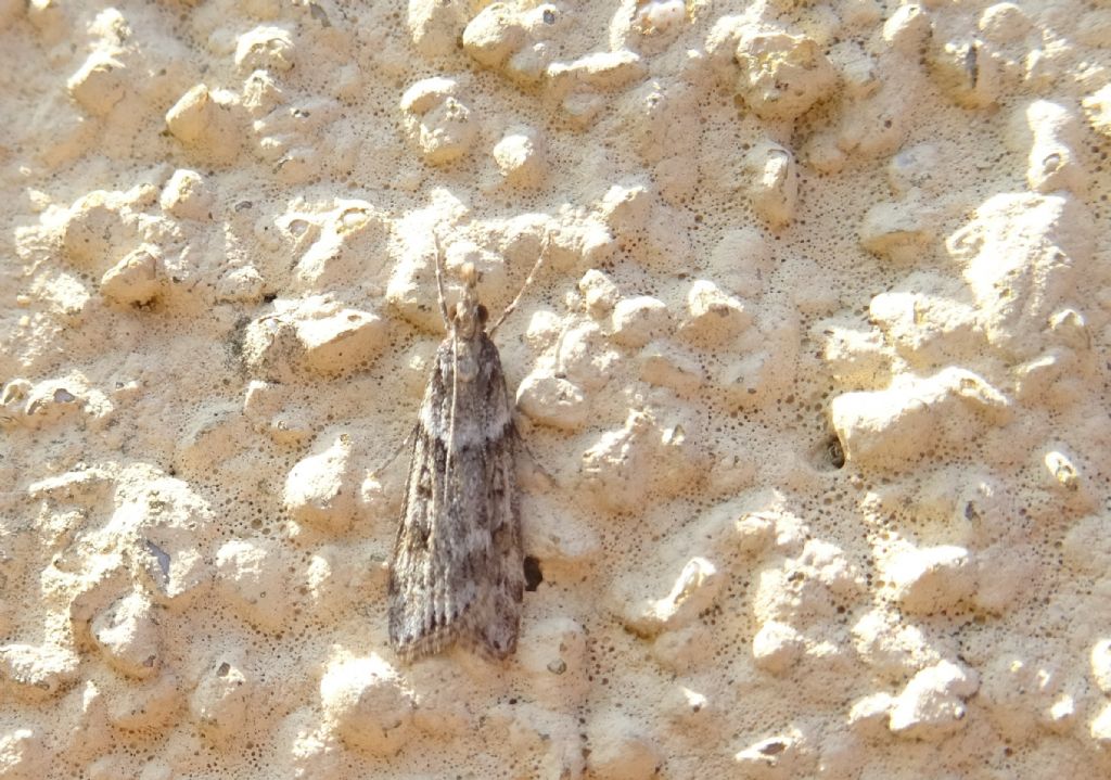 sembra:  Eudonia angustea - Crambidae